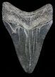 Fossil Megalodon Tooth - Georgia #68072-2